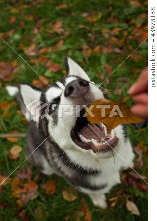 Funny dog pet outdoors Funny dog pet outdoors 43978138