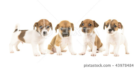 Litter of four jack russel terrier puppy dogs  43978484