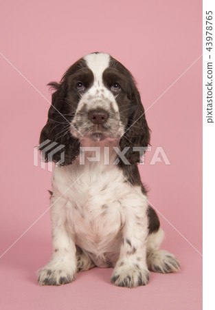 English cocker spaniel puppy on a pink background 43978765