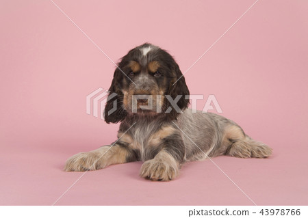 English cocker spaniel lying on ping background English cocker spaniel lying on ping background 43978766