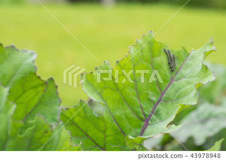 The caterpillar larvae of the cabbagebutter The caterpillar larvae of the cabbagebutter 43978948