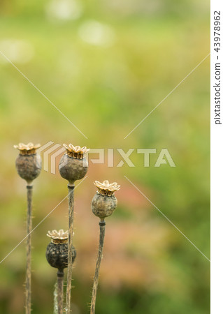 Dry poppy capsules with seeds on summerfield 43978962