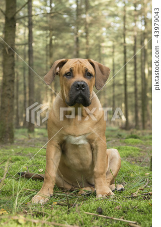 Young south african mastiff dog in a forest 43979043