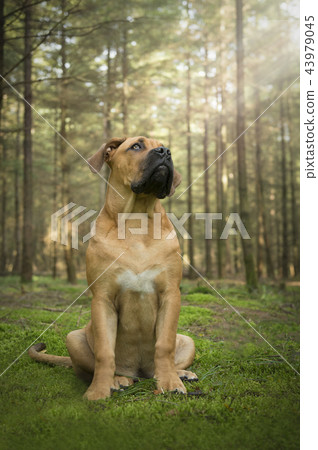 Young south african mastiff dog looking up 43979045