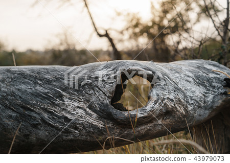 Dry old fallen tree on meadow, close up 43979073