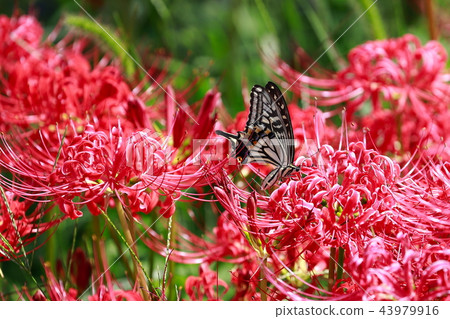 Swallowtail butterfly Swallowtail butterfly 43979916