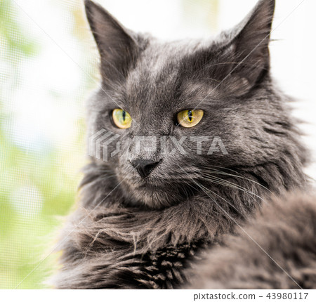 Close up portrait of beautiful gray cat Close up portrait of beautiful gray cat 43980117