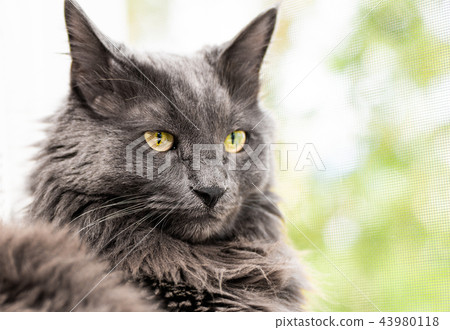 Close up portrait of beautiful gray cat 43980118