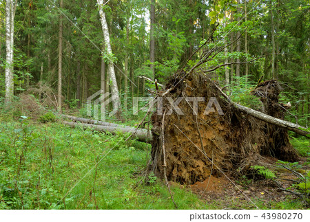 Fallen pine tree in forest. Fallen pine tree in forest. 43980270