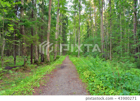 Road in forest at summer. Road in forest at summer. 43980271