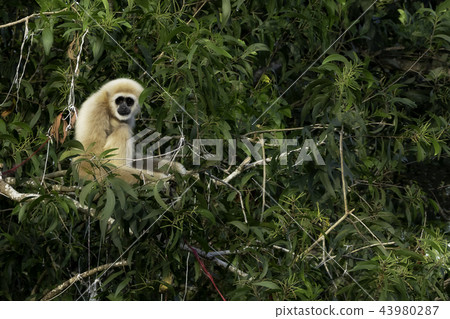 small langur small langur 43980287