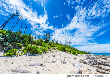 Beach of Okinawa Minnajima 43980803