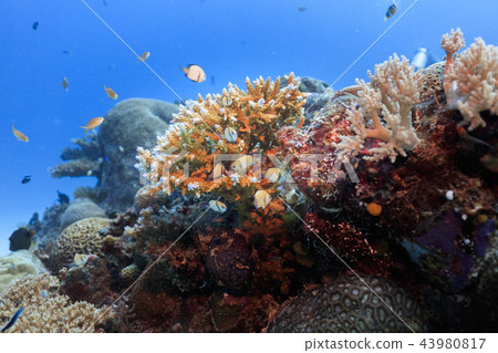 Palau Diving Futasuji Ryukyusumedai 43980817