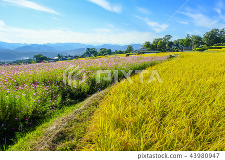 在露台的米領域的秋天櫻花 43980947