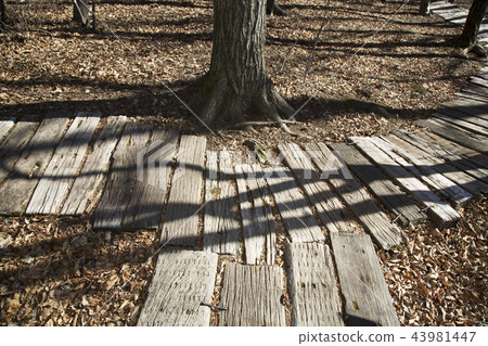 樹道路在森林裡 43981447