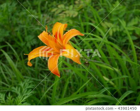 多雨Nocan大象萱草屬植物longituba 43981450