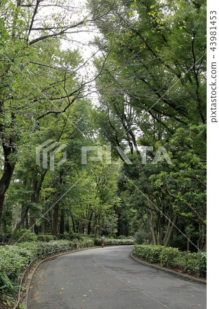 新宿中央公園 43981453