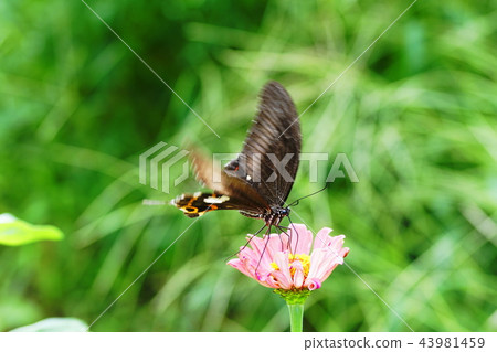 Black Swallowtail and zinnia Black swallowtail & Common zinnia Black Swallowtail and zinnia Black swallowtail & Common zinnia 43981459
