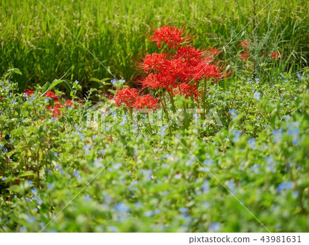 Cluster of flowers surrounded by flowers 43981631