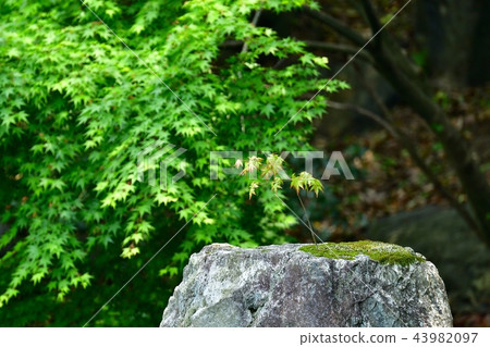 Maple native to the top of the cocoon Maple native to the top of the cocoon 43982097