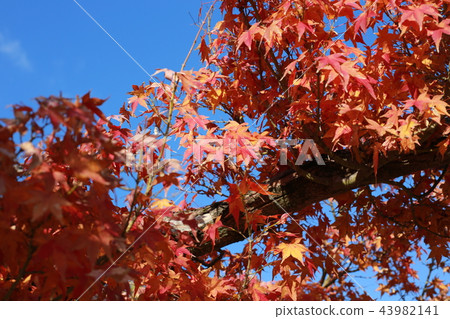 Autumn leaves Autumn leaves 43982141