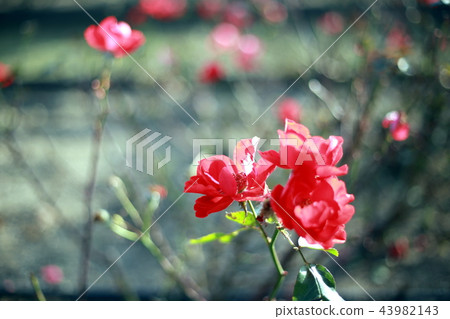 Rose Rose 43982143