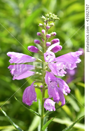Hanatraneo(花虎尾巴) Hanatraneo(花虎尾巴) 43982767