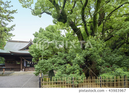 Hamamatsu Hachimangu Shrine's Uno Uta and Kaiden (Hamamatsu City, Shizuoka Prefecture) 43983967