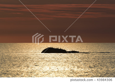 在日本海上休息的一群海膽的日落美景在北海道的Esashi-cho 43984306