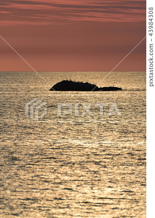 在日本海上休息的一群海膽的日落美景在北海道的Esashi-cho 43984308