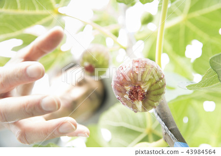 Figs Harvest 43984564
