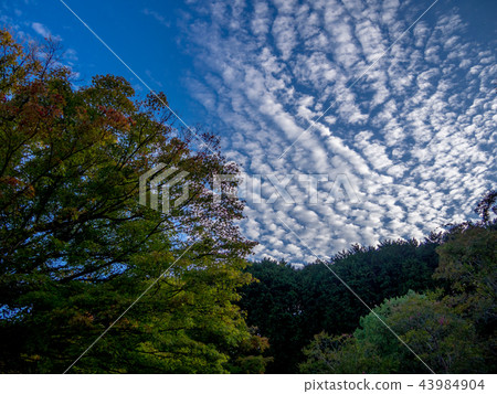 [Shizuoka Prefecture] Autumn sky [Shuzenji Izu Niji no Sato] 43984904