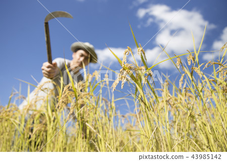Rice reaping 43985142
