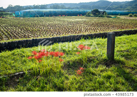 Flower of rose flower on the roadside 43985173