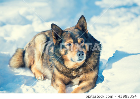Dog lying outdoors in the snow in winter 43985354