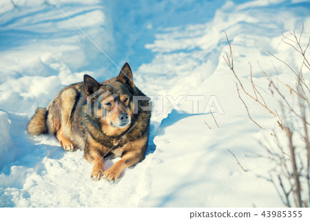 Dog lying outdoors in the snow in winter Dog lying outdoors in the snow in winter 43985355