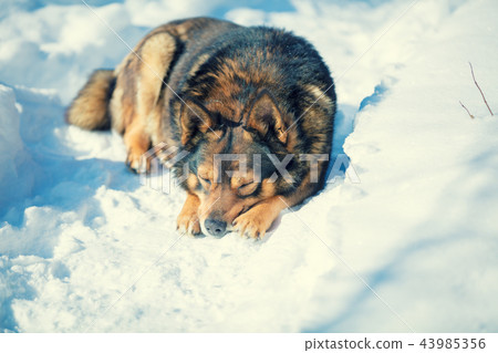 Dog lying outdoors in the snow in winter 43985356