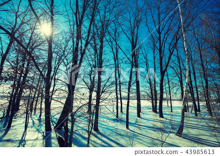 Floodplain forest. Trees in frozen water at sunset 43985613