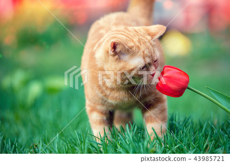 Little red kitten sniffs tulip flower in a garden 43985721