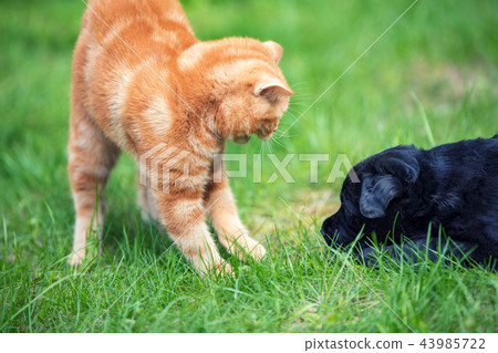 Little red kitten playing with little black puppy Little red kitten playing with little black puppy 43985722