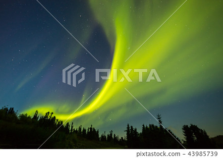 Aurora of the aurora of fall Aurora Alaska autumn Aurora of the aurora of fall Aurora Alaska autumn 43985739