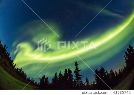 Aurora of the aurora of fall Aurora Alaska autumn Aurora of the aurora of fall Aurora Alaska autumn 43985743