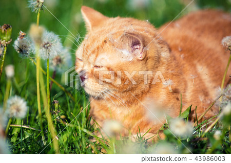 Little red kitten lying on the dandelion field Little red kitten lying on the dandelion field 43986003