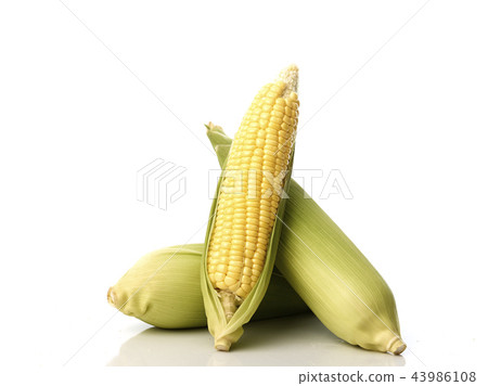 Three corn cobs with husks 43986108