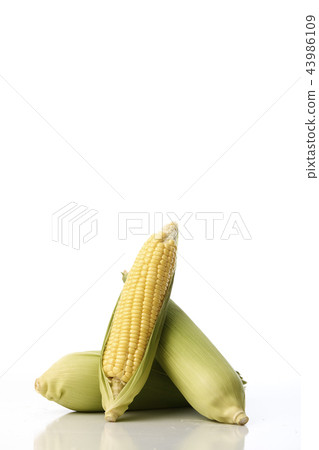 Three corn cobs with husks 43986109
