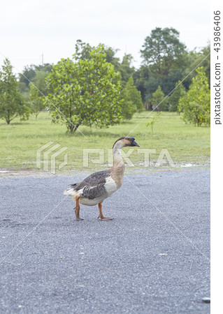 Geese in the garden Geese in the garden 43986406