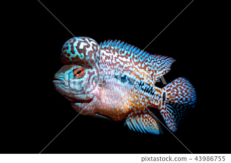 Cichlids fish in a beautiful aquarium Cichlids fish in a beautiful aquarium 43986755