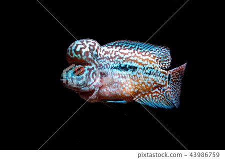 Cichlids fish in a beautiful aquarium 43986759