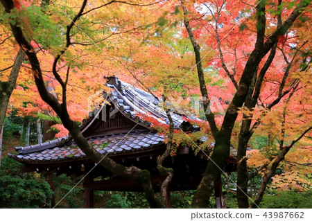 京都Eikan-do秋葉 43987662