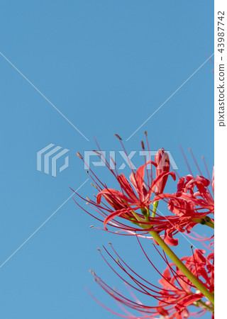 複製盛開群集孤挺花和藍天的空間 43987742